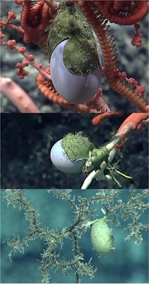 ROV Observations on Reproduction by Deep-Sea Cephalopods in the Central Pacific Ocean